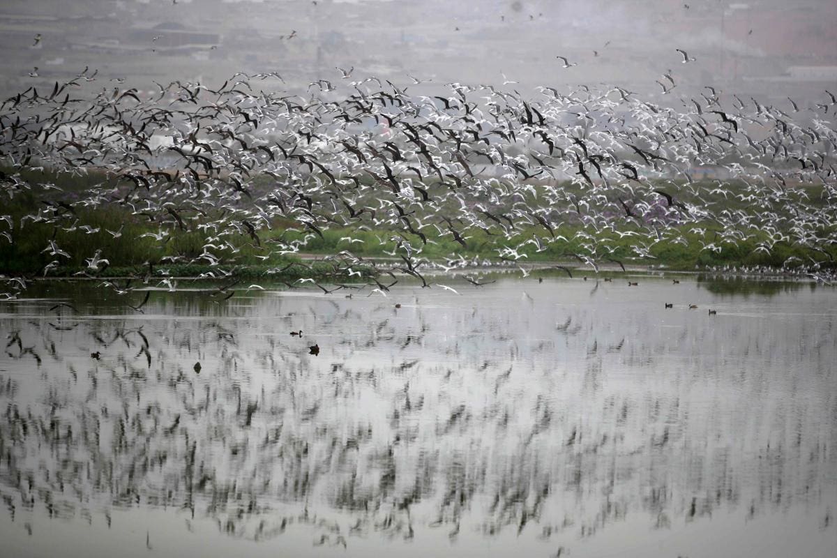 Superó a Colombia: Perú es el país con la mayor diversidad de aves en el mundo