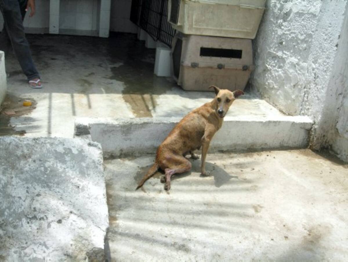 Más animado y en recuperación se encuentra el perro al que un taxi lo atropelló el lunes pasado. Gloria Cardona Restrepo/ El Universal