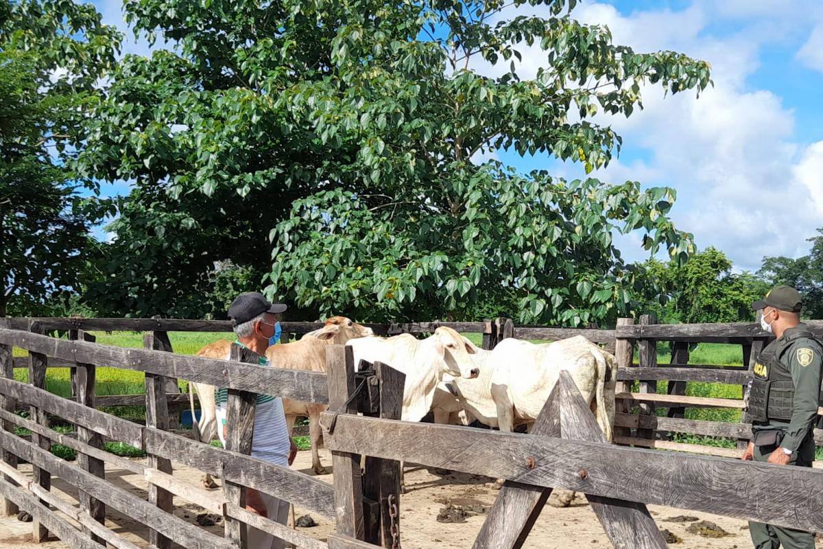 Lo capturan con cuatro reses que había hurtado en una finca del Atlántico