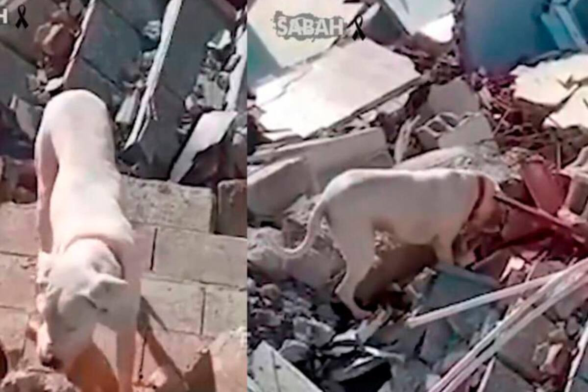 Video: perrito trató de llevar comida a su amo atrapado bajo los escombros
