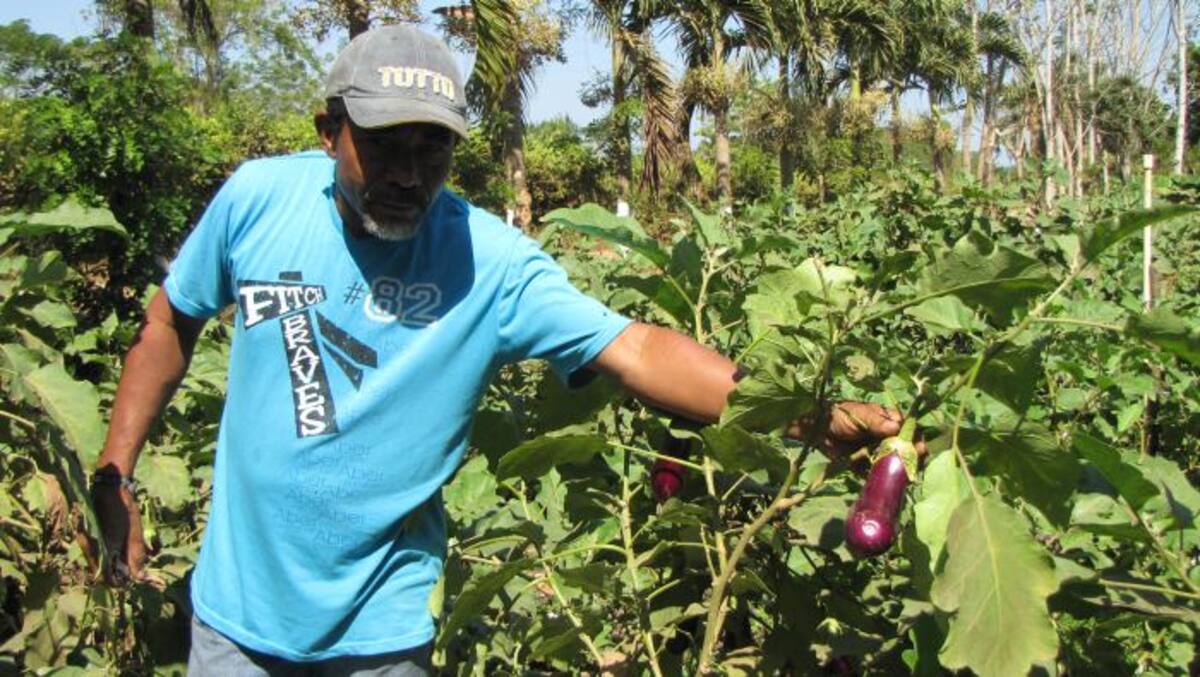 En medio de su cultivo de berenjena, Ricardo Echenique. HERMES FIGUEROA ALCÁZAR - EL UNIVERSAL