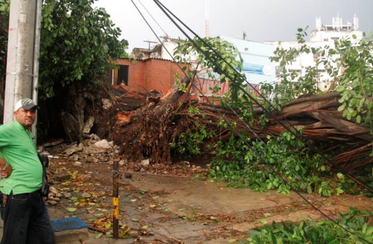 Algunos vecinos del Pie de la Popa aseguran que este árbol tenía más de 30 años. KAILLINE GIRALDO
