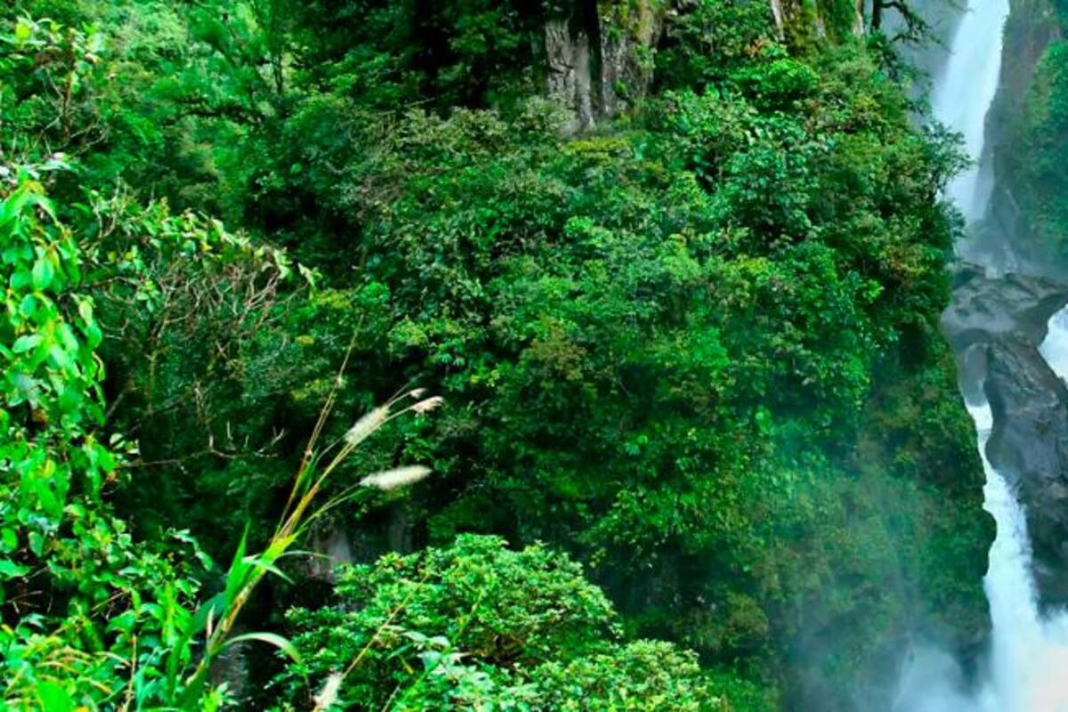 ¡Sueño cumplido! Ecuador protege otras 65.000 hectáreas de bosques nativos