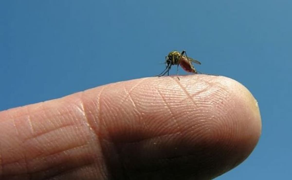 El Zika se transmite por la picadura del mosquito Aedes, el mismo que causa dengue y chikungunya.