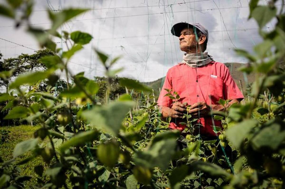 Los campesinos afirman que el panorama de su sector no es muy alentador, debido a la falta de garantías económicas y sociales con las que cuentan. Colprensa.