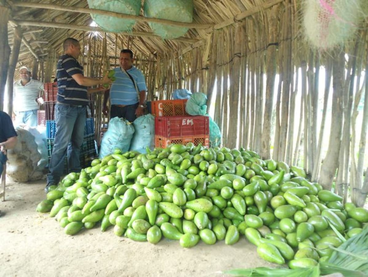 La baja producción ha afectado a productores y comercializadores. FOTO LILA LEYVA VILLARREAL