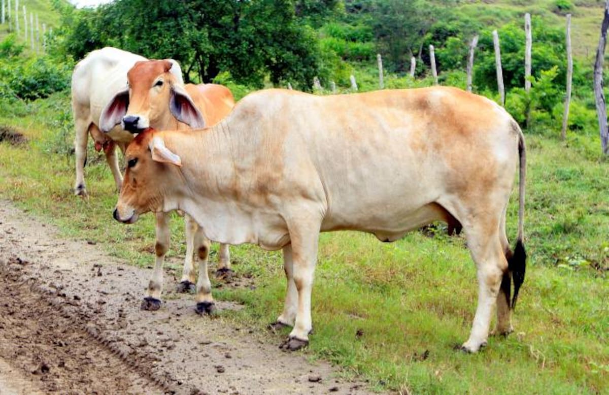 800 familias campesinas de Colombia se han beneficiado del programa “Una vaca por la paz”. JULIO CASTAÑO EL UNIVERSAL