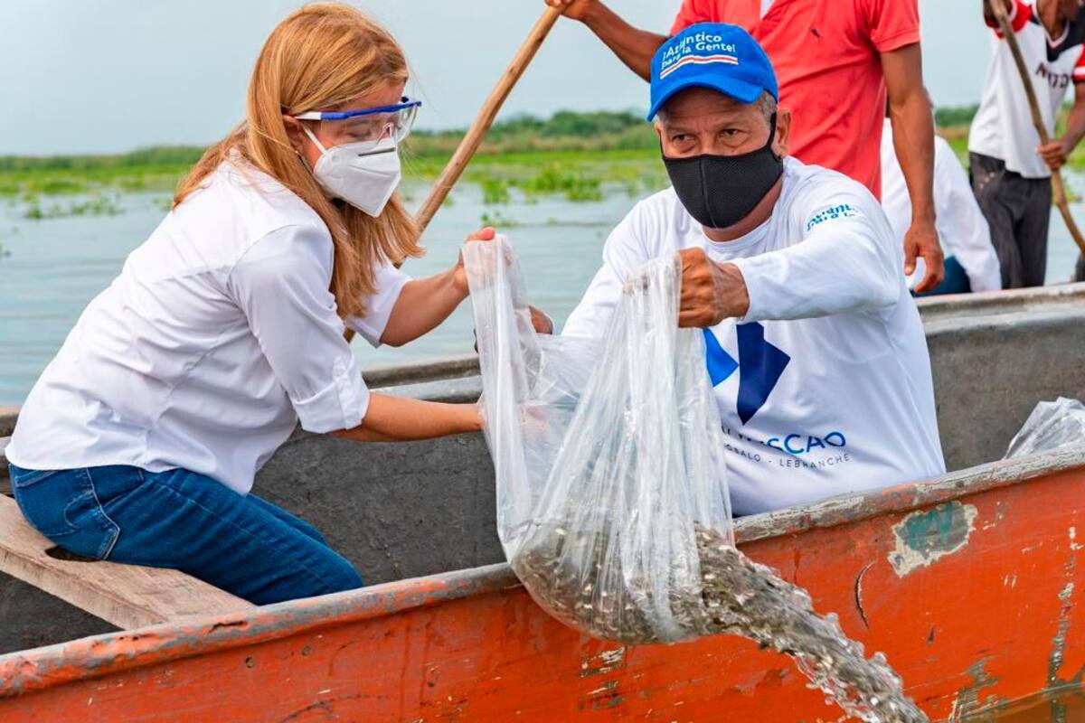 Con 12 millones de alevinos repueblan cuerpos de agua del Atlántico