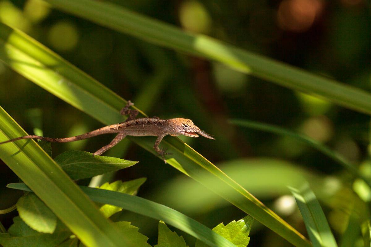 Describen nueva especie de lagartija en Ecuador
