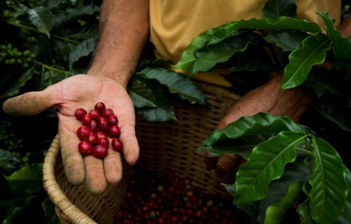 La cafeína es la sustancia más importante que contiene este grano. LUIS ACOSTA - AFP