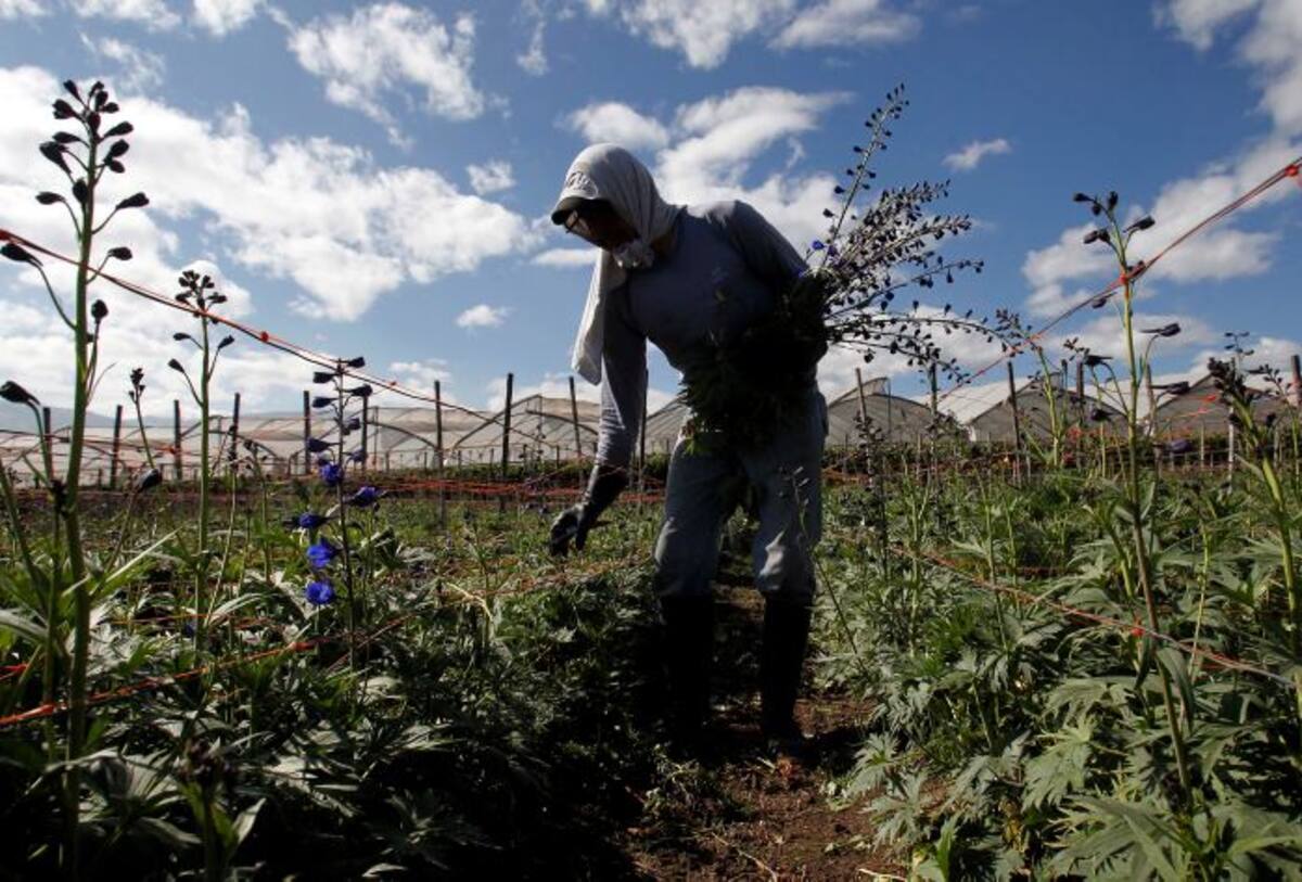 Un hombre cosecha flores en la granja de flores Valleflor en Pifo, Ecuador AP Dolores Ochoa