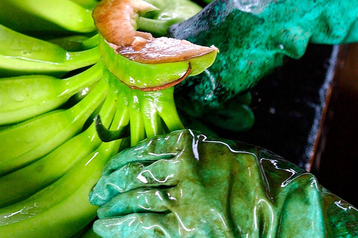 Banano de la Costa Caribe gana espacio en mercados mundiales