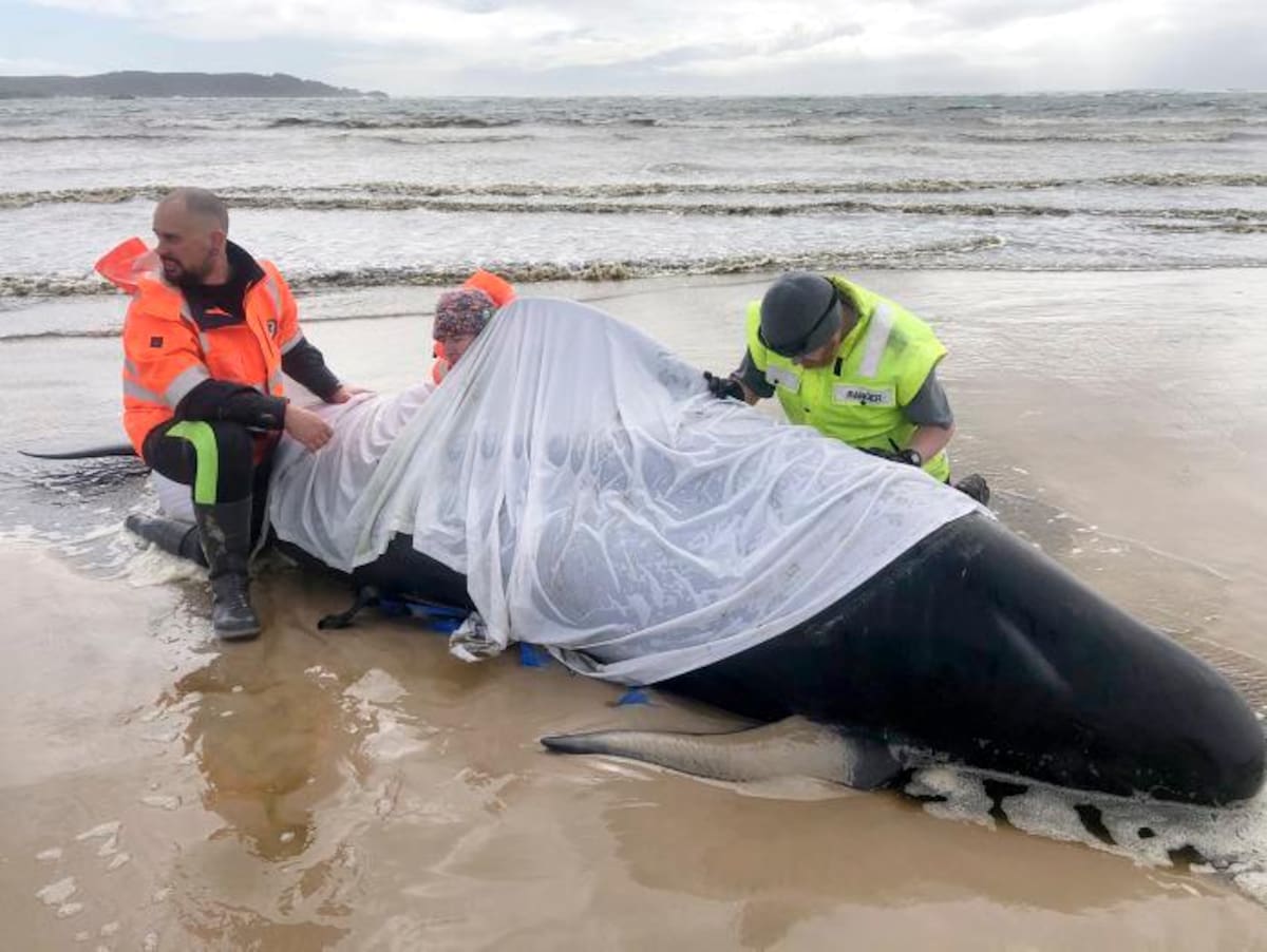 Voluntarios hacen esfuerzos para rescatar a cientos de ballenas piloto varadas en la remota costa oeste de Tasmania, en Macquarie Harbour, Tasmania, Australia. EFE TASMANIA POLICE HANDOUT