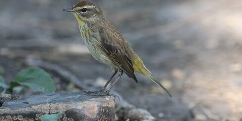 Colombia busca superar 1.600 aves registradas en el Global Big Day