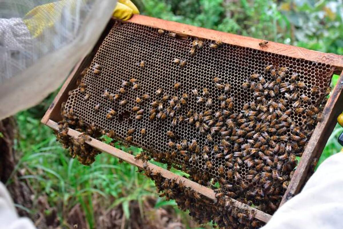 La decisión judicial que protege a las abejas y polinizadores en el país