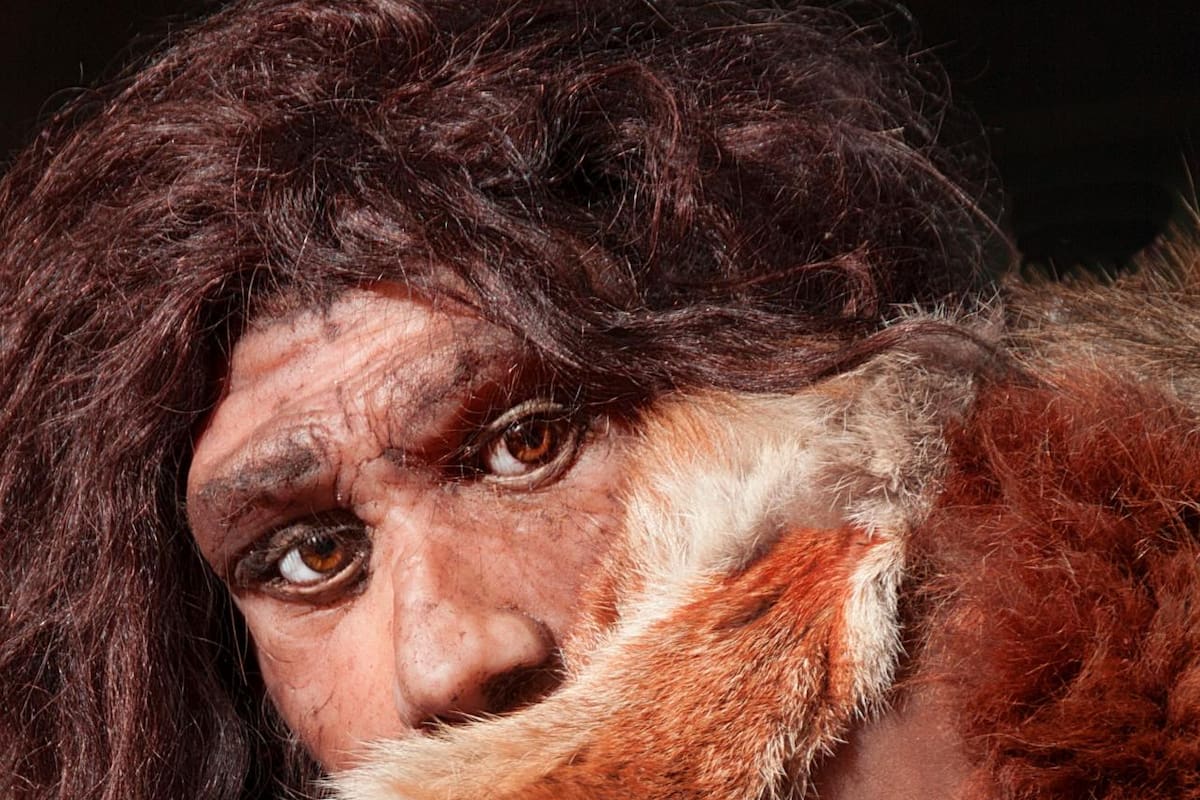 Bebés neandertales eran destetados hacia los seis meses