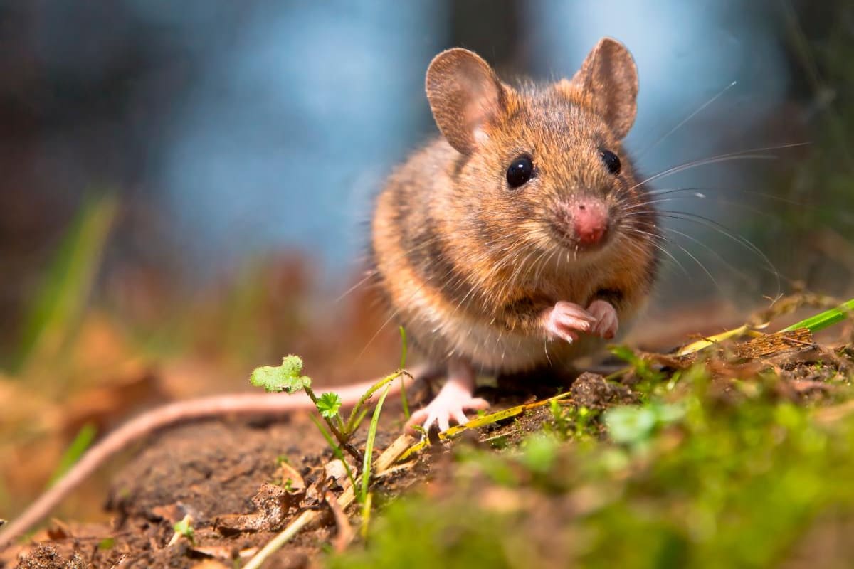 Chile ensaya vacuna contra el hantavirus