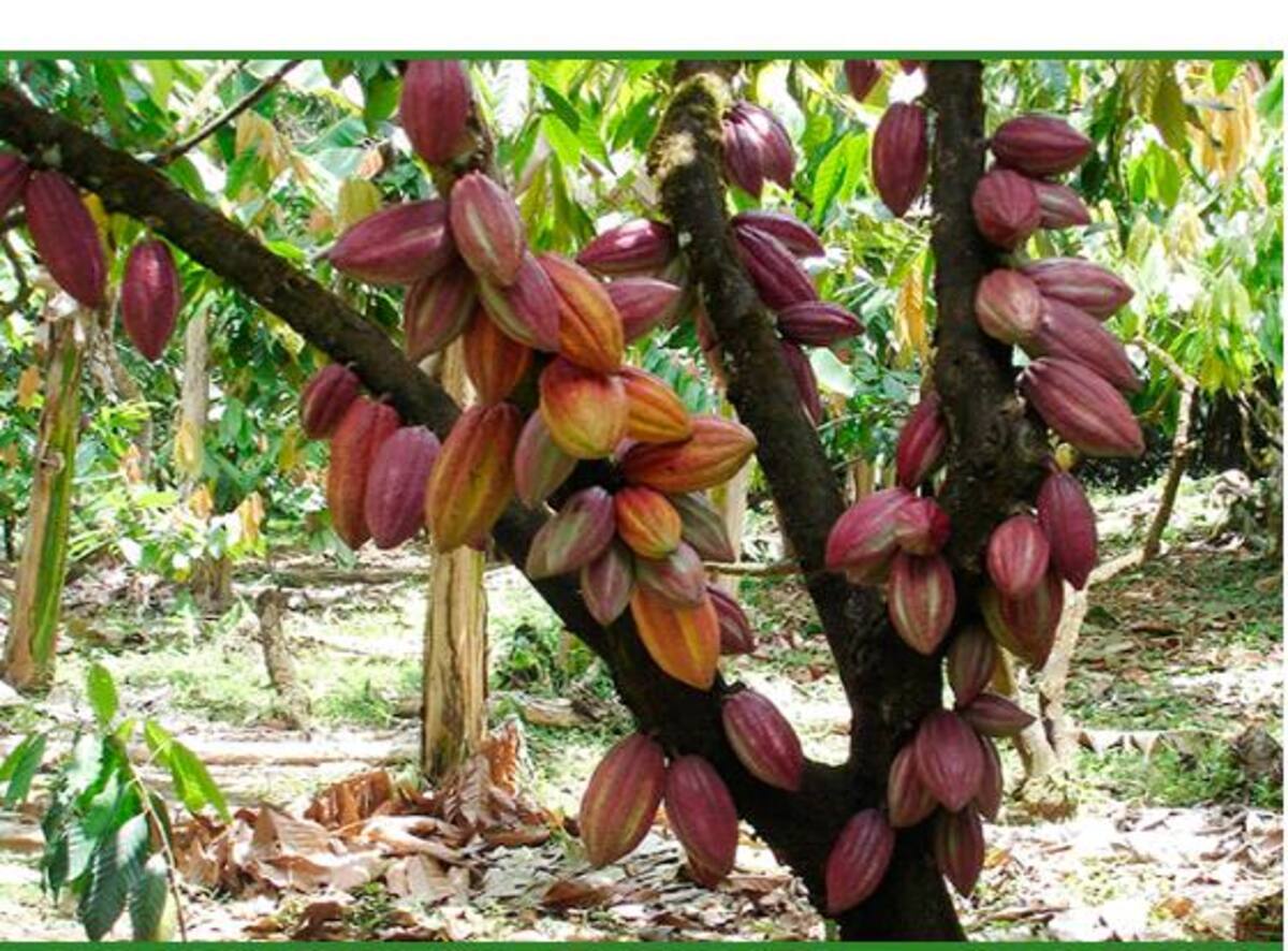 La producción de cacao de Arauca es la más afectada por los bloqueos. //CORTESÍA