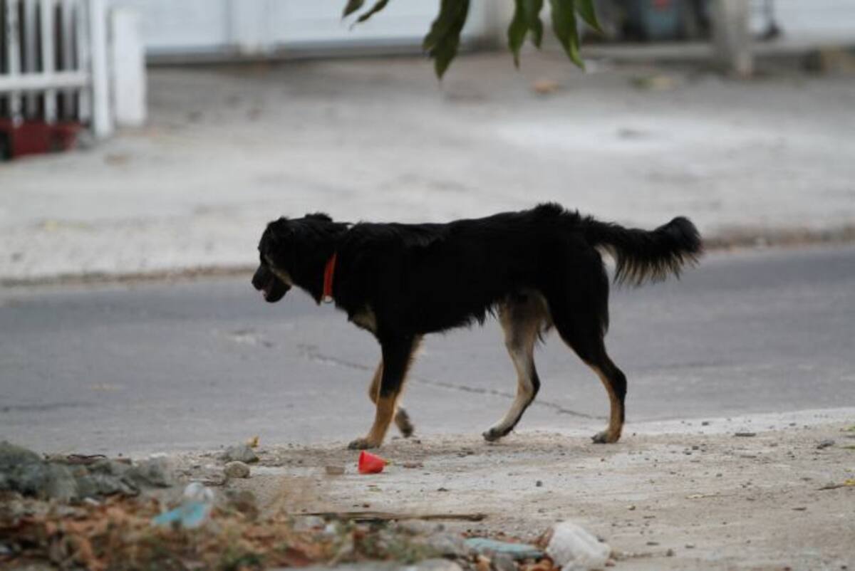 Aunque no hay una cifra exacta, ni existe un censo oficial que permita determinar cuántos animales en condición de calle tiene la ciudad, se cree que unos 270.000 perros y gatos se encuentran en este estado. //Foto Julio Castaño-El Universal