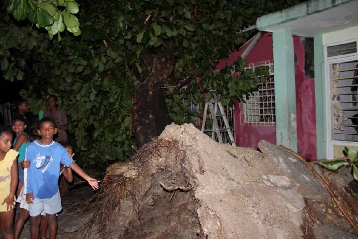 El árbol se quebró de raíz ANTONIO CANCHILA GARCÍA