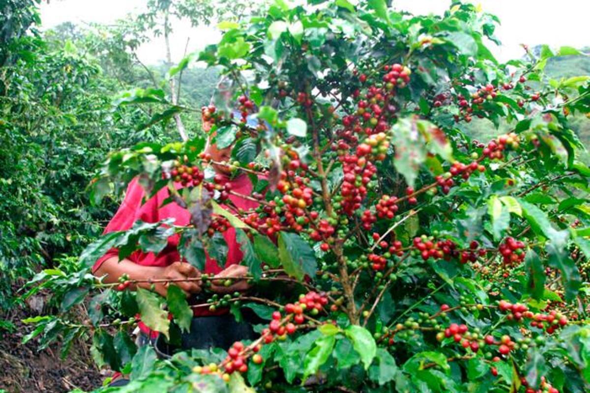 Producción de café en Colombia cayó 31% en septiembre