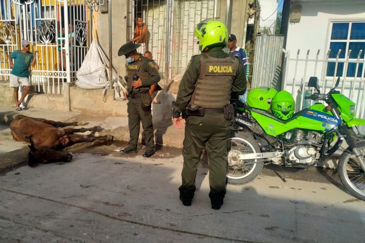 ¡Qué dolor! Otro caballo muere por maltrato en Cartagena