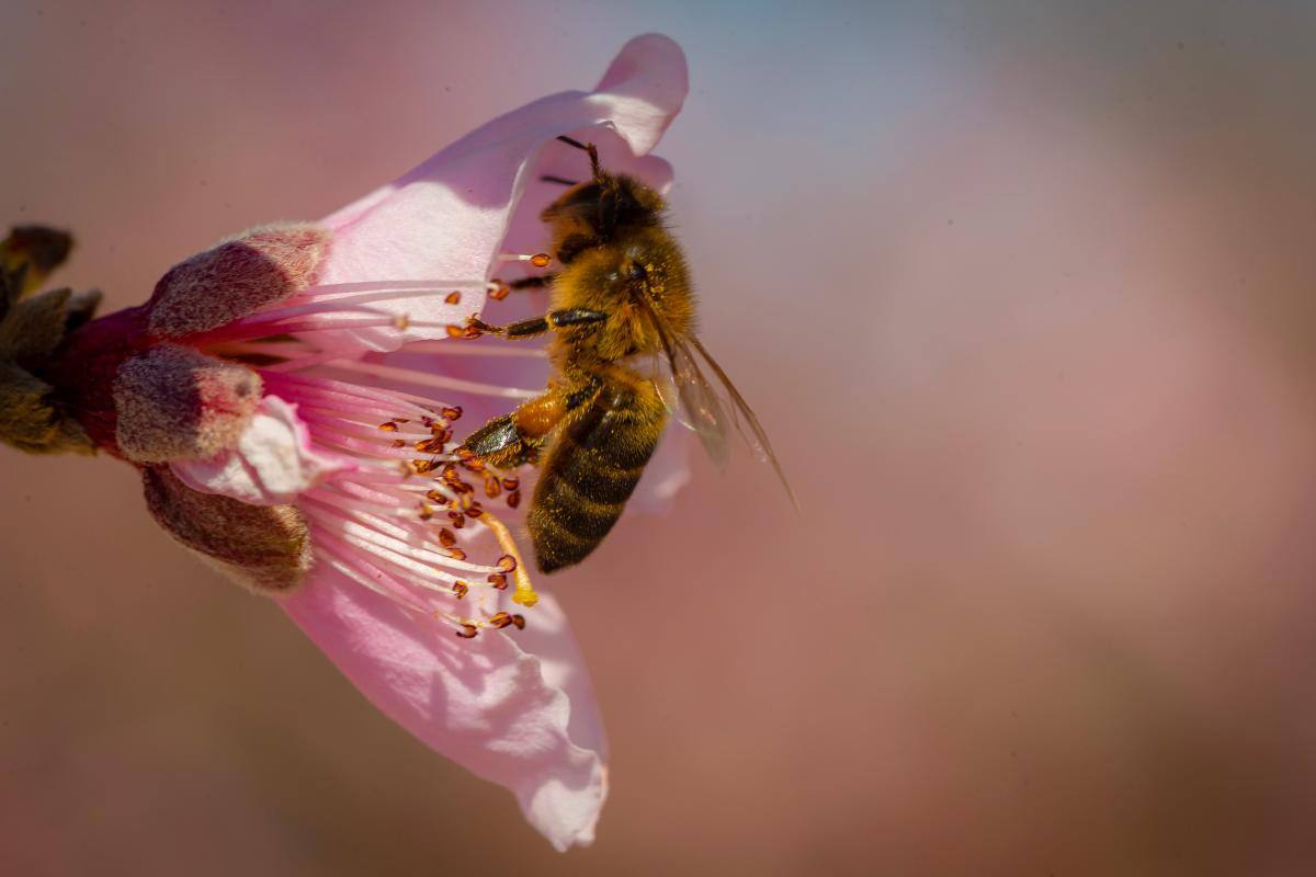 Violento ataque de abejas africanas acabó con la vida de un adulto mayor