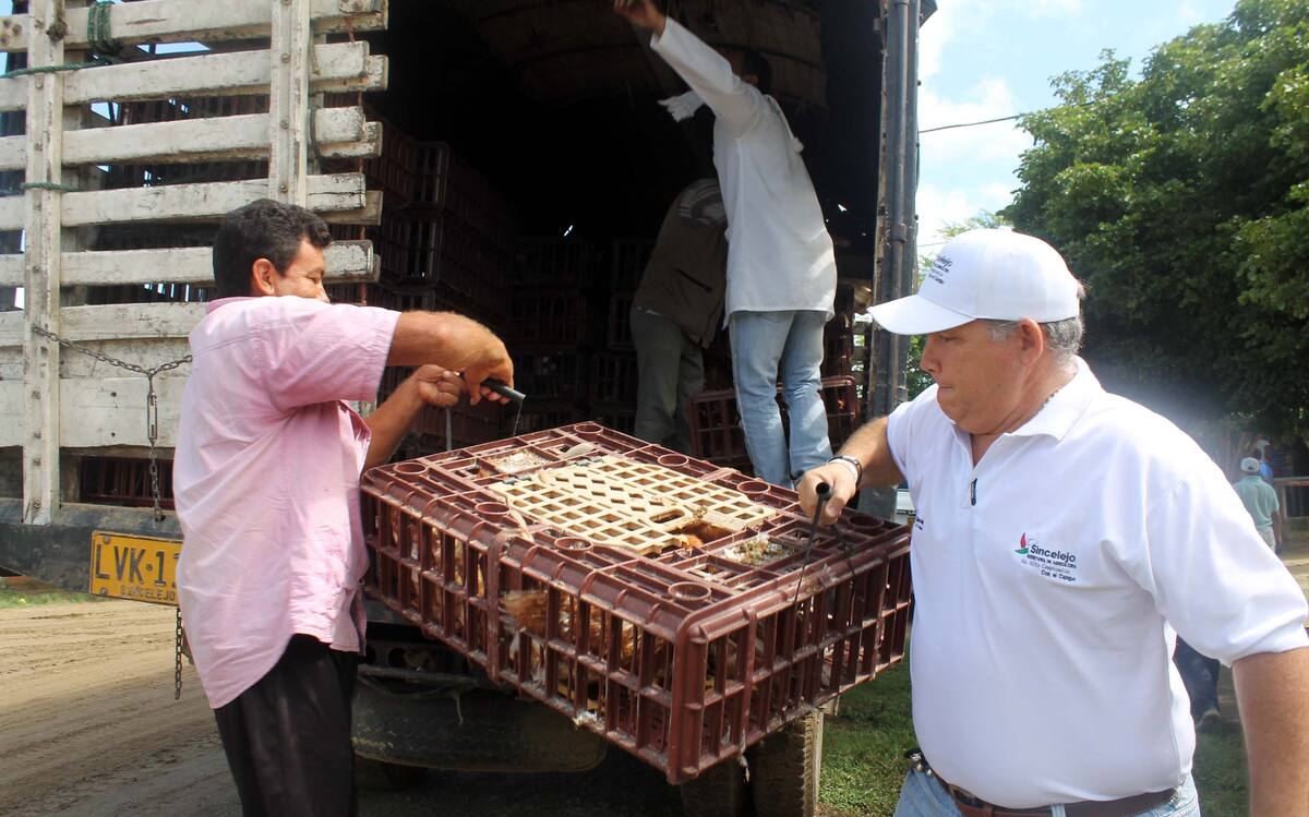Los campesinos de la zona rural de Sincelejo se benefician de un proyecto de seguridad alimentaria. Cortesía