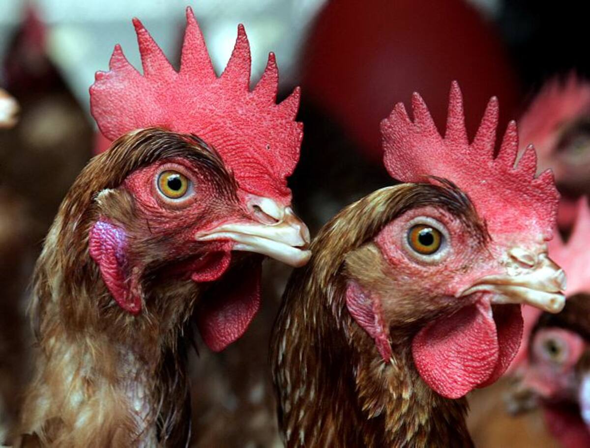 El caso fue denunciado ante las autoridades por la dueña de las gallinas, que varias veces encontró al hombre accediendo carnalmente de sus aves. Archivo.