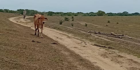 Bolívar, con las mayores pérdidas en el sector ganadero por efectos climáticos