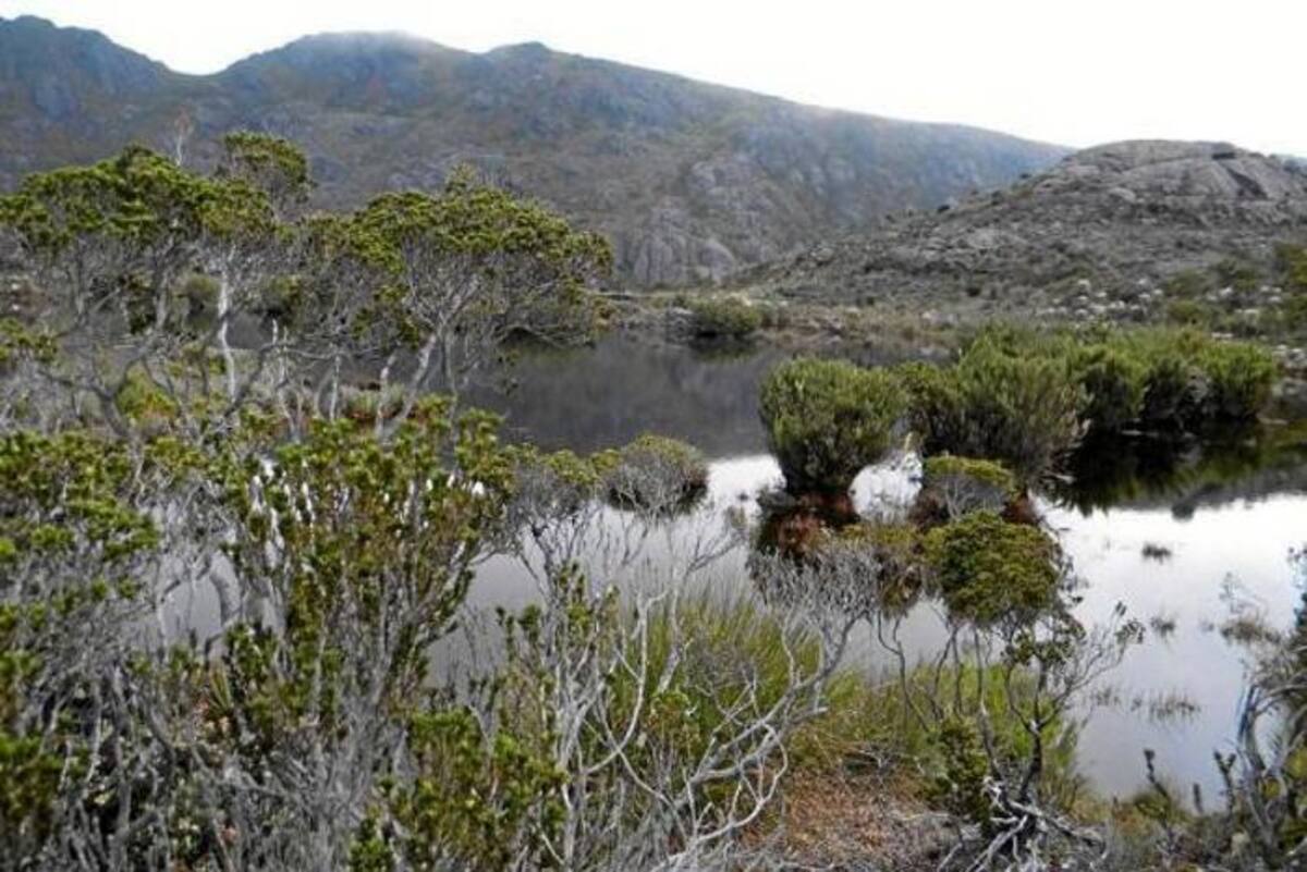 La empresa Continental Gold Limited anunció que inició un proceso con la Agencia Nacional Minera para devolver las concesiones de exploración que tiene dentro del Parque Natural Regional del Páramo de Santurbán. COLPRENSA