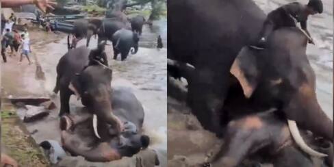 Video: Pelea de elefantes en un santuario en India deja una turista fallecida