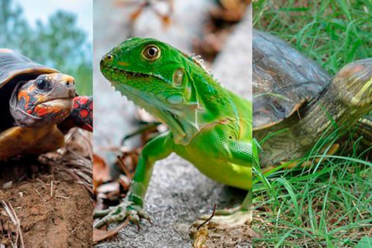 Las especies más amenazadas en Colombia durante la cuaresma