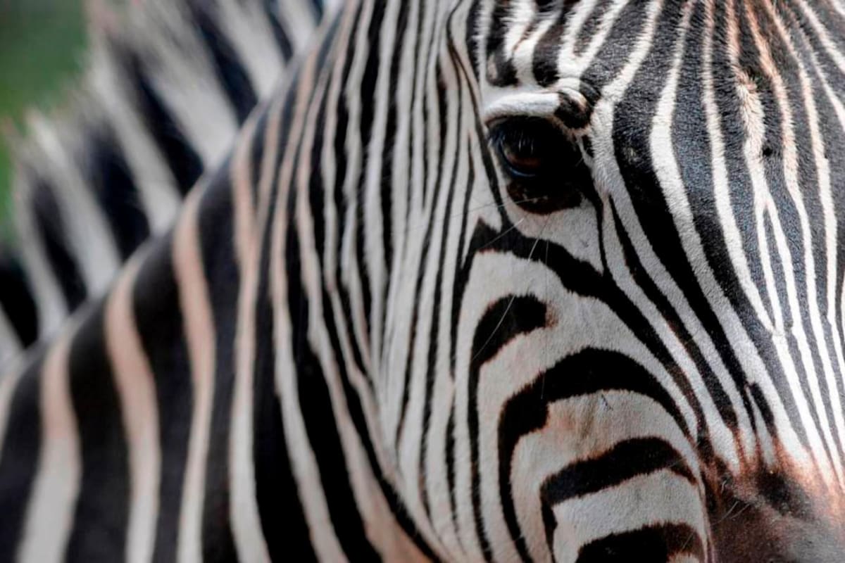 Investigan la muerte de una decena de cebras en un parque safari