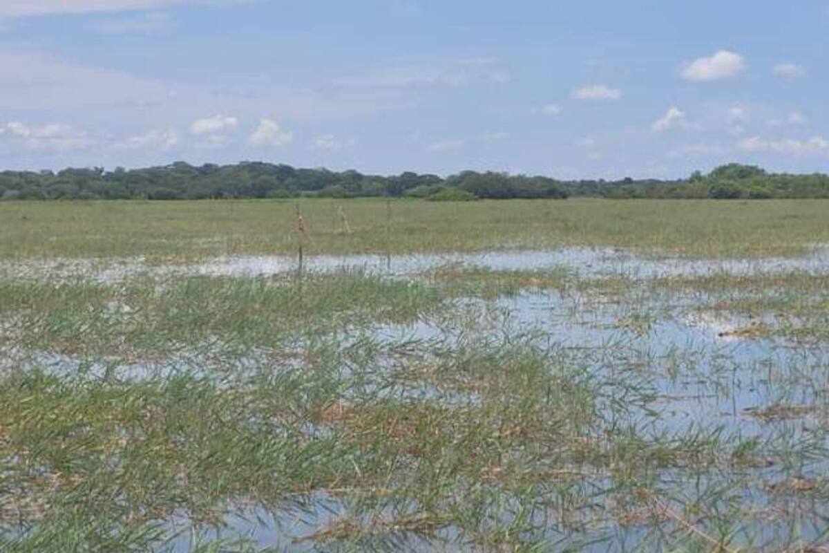 En ciénagas Olaya y Cispataca: no se evidencia muerte de peces y aves
