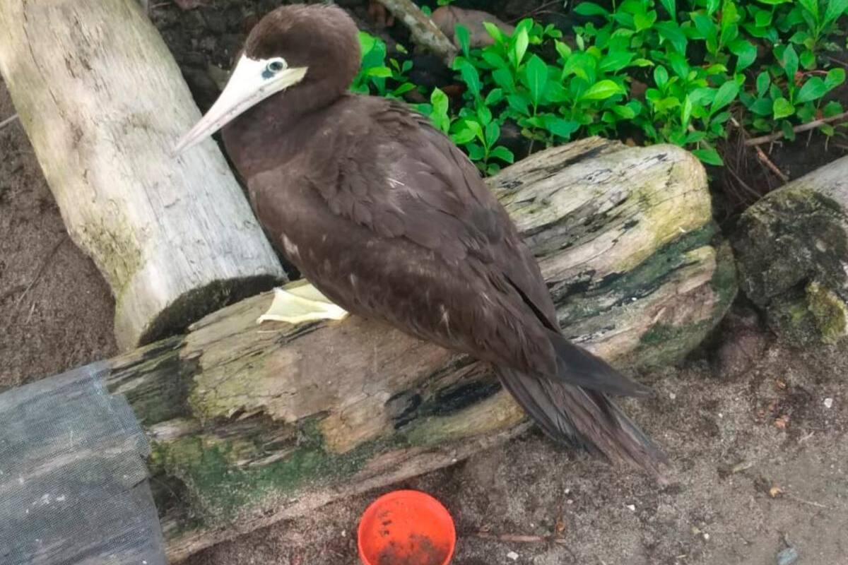 En Guaní (Santiago de Tolú) rescatan ave migratoria que estaba lesionada