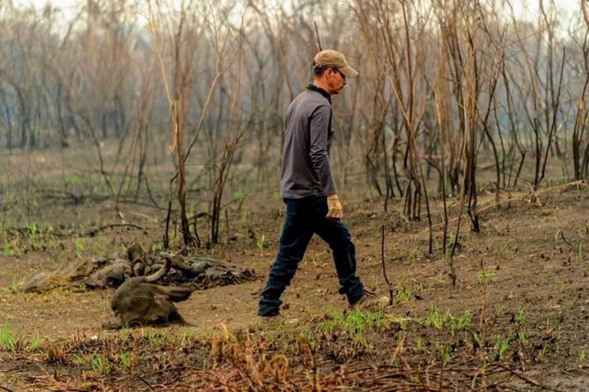 El tiempo se agota para evitar la sexta extinción masiva del planeta