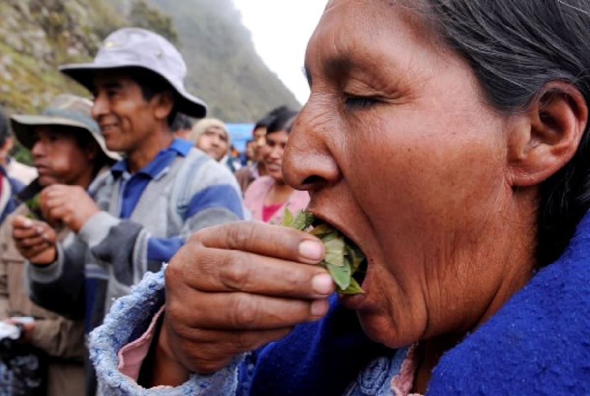 Bolivia insiste en el mascado de hoja de coca se debe despenalizar. AFP