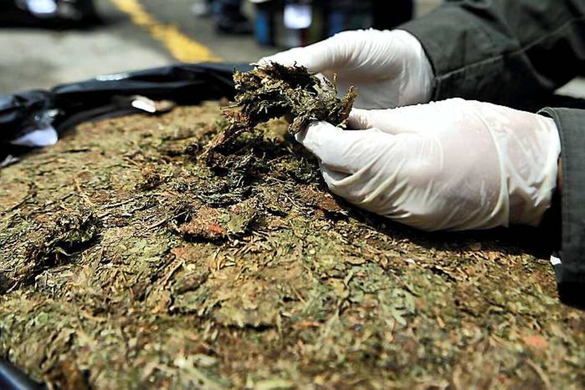 Marihuana AFP LUIS ROBAYO