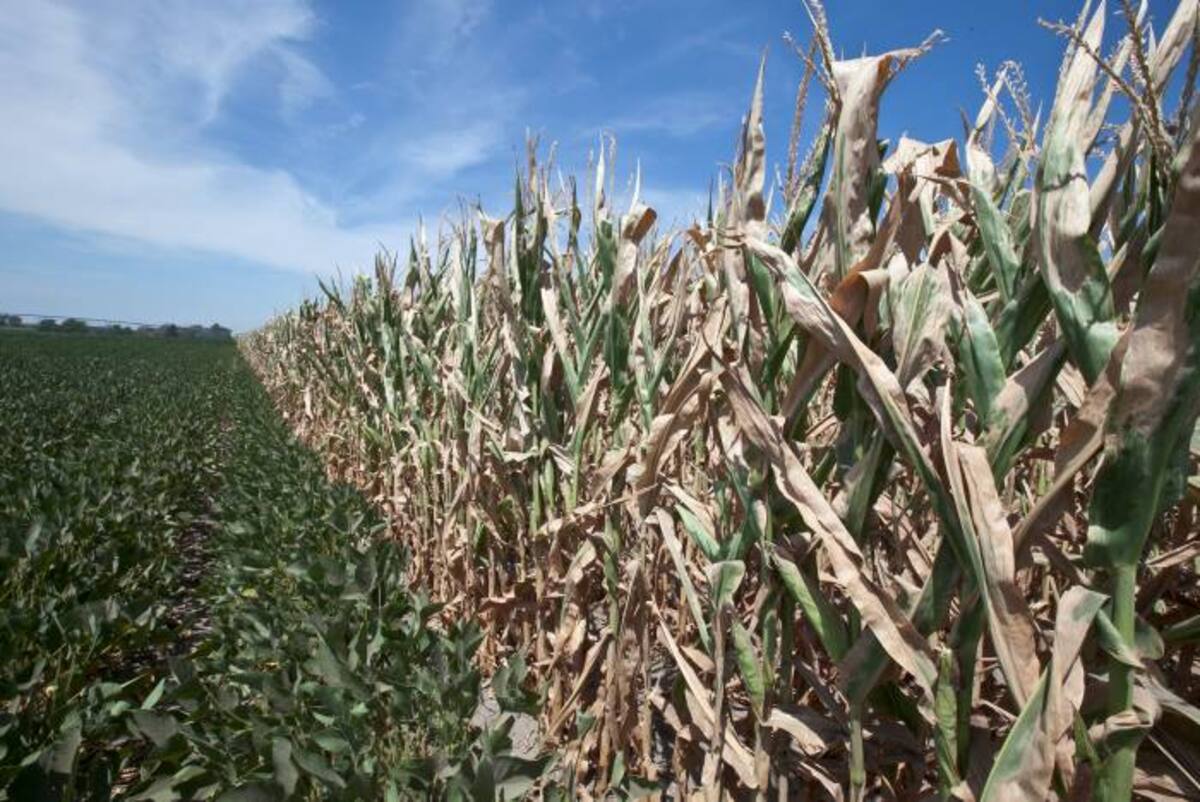 El Departamento de Agricultura se basa en informes semanales del organismo federal Vigilancia de Sequías para decidir qué condados considera zonas de desastre. AP Nati Harnik