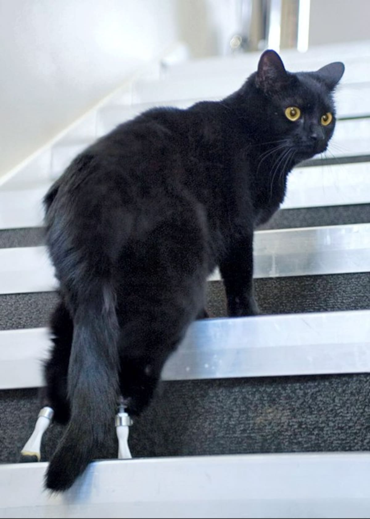 Oscar puede correr y saltar como lo hace cualquier gato
