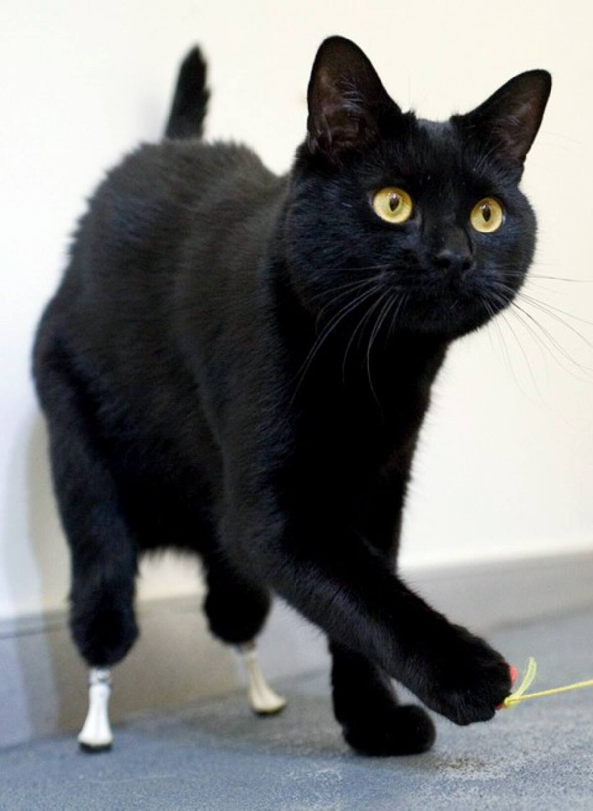 Gato biónico