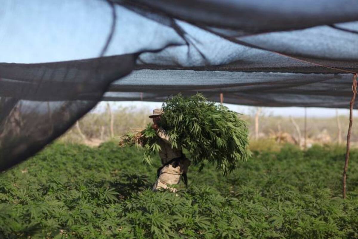 Plantaciones de Droga AP Alexandre Meneghini