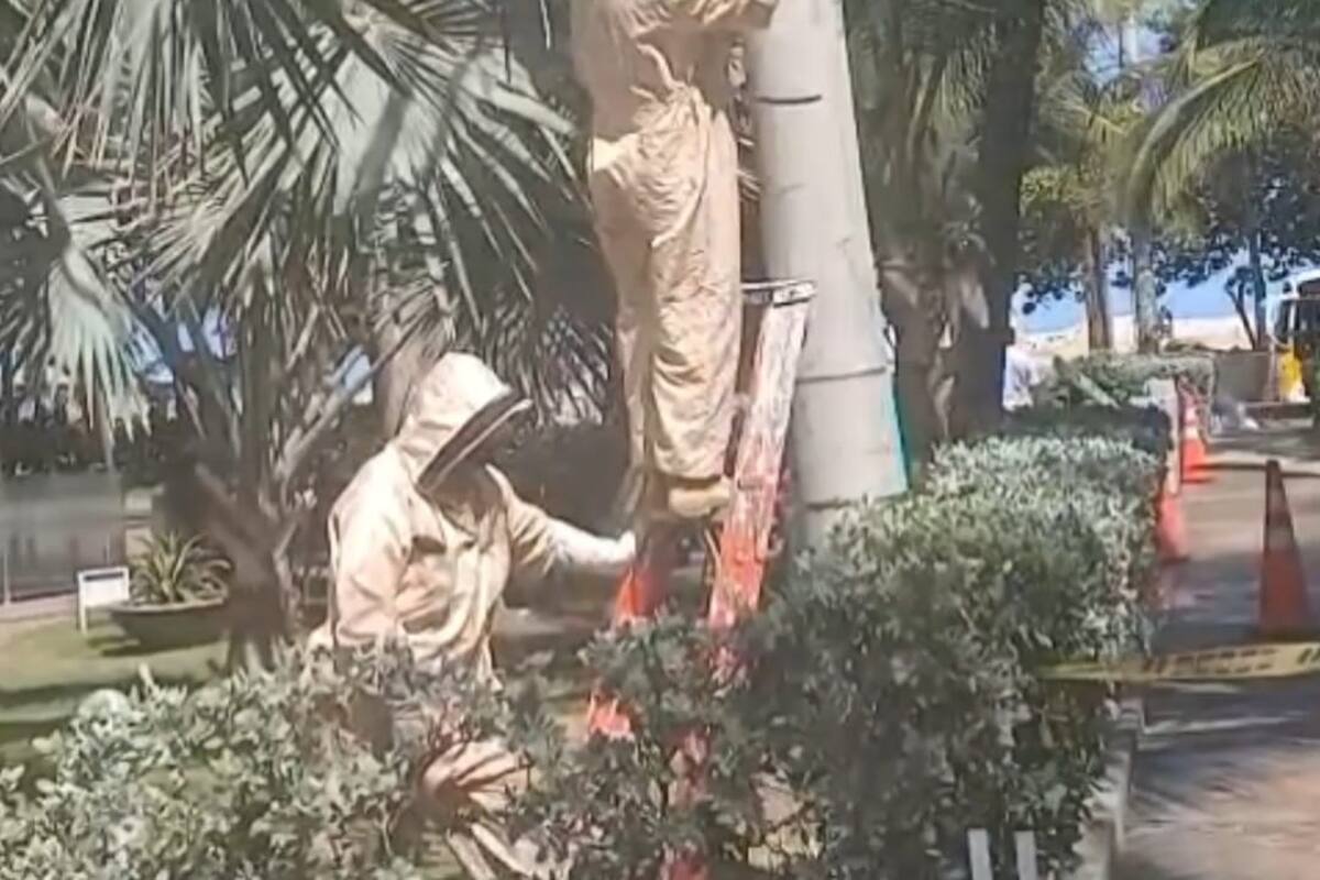 Emergencia en Bocagrande por abejas africanizadas: Guardia Ambiental respondió