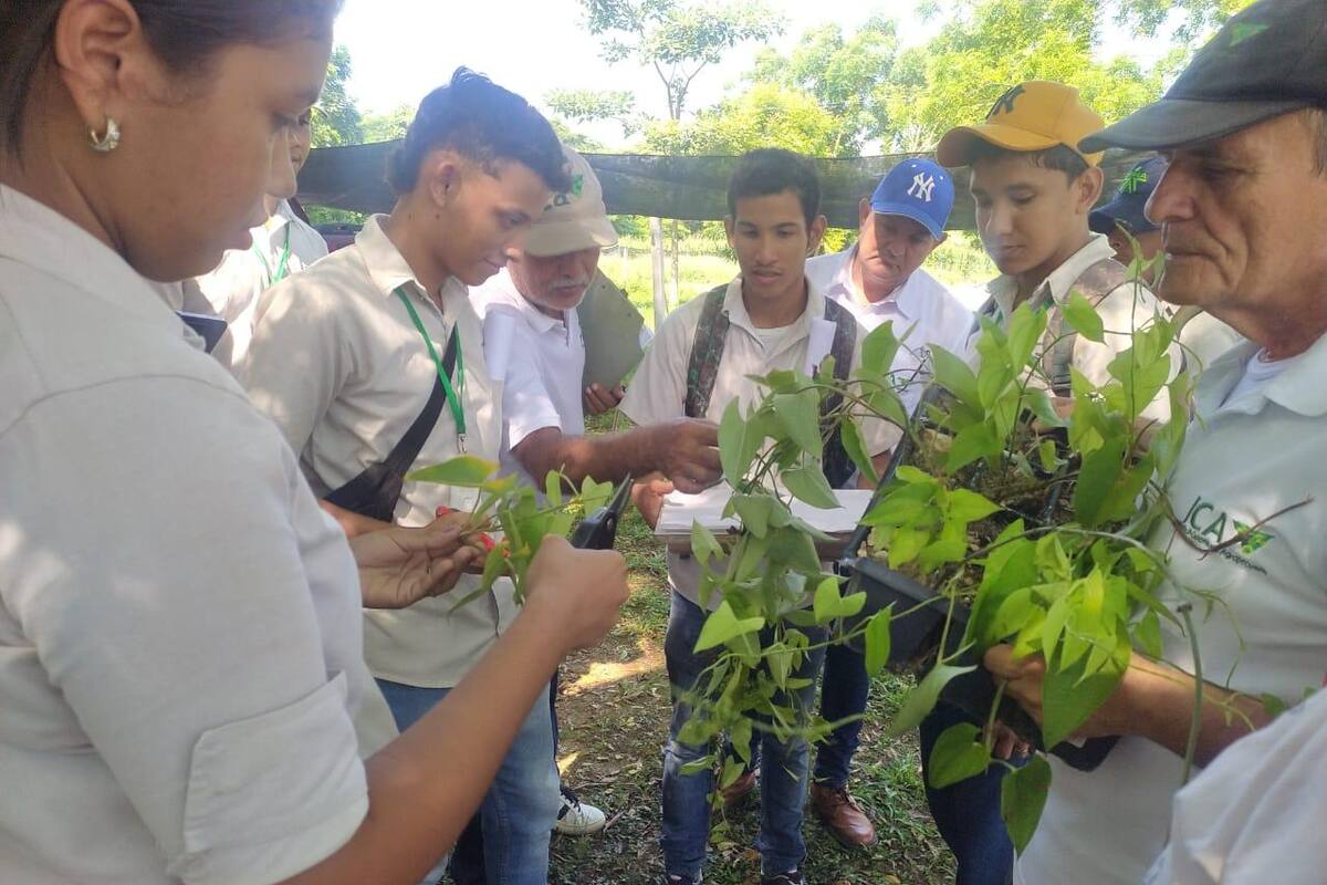 Productores de Montes de María, a prevenir la ‘roya del ñame’; recomendaciones del ICA