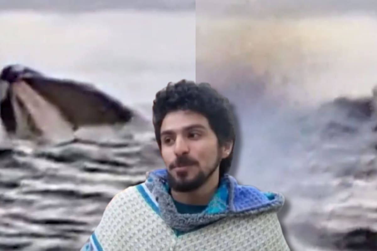“Pensé que me había comido”: joven que fue tragado por una ballena