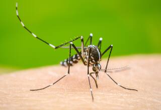 ¡Alarmante! La cifra de casos de dengue en América supera los 8 millones
