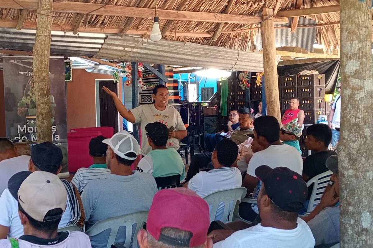 Invierten más de $3 mil millones en cultivos de El Carmen de Bolívar