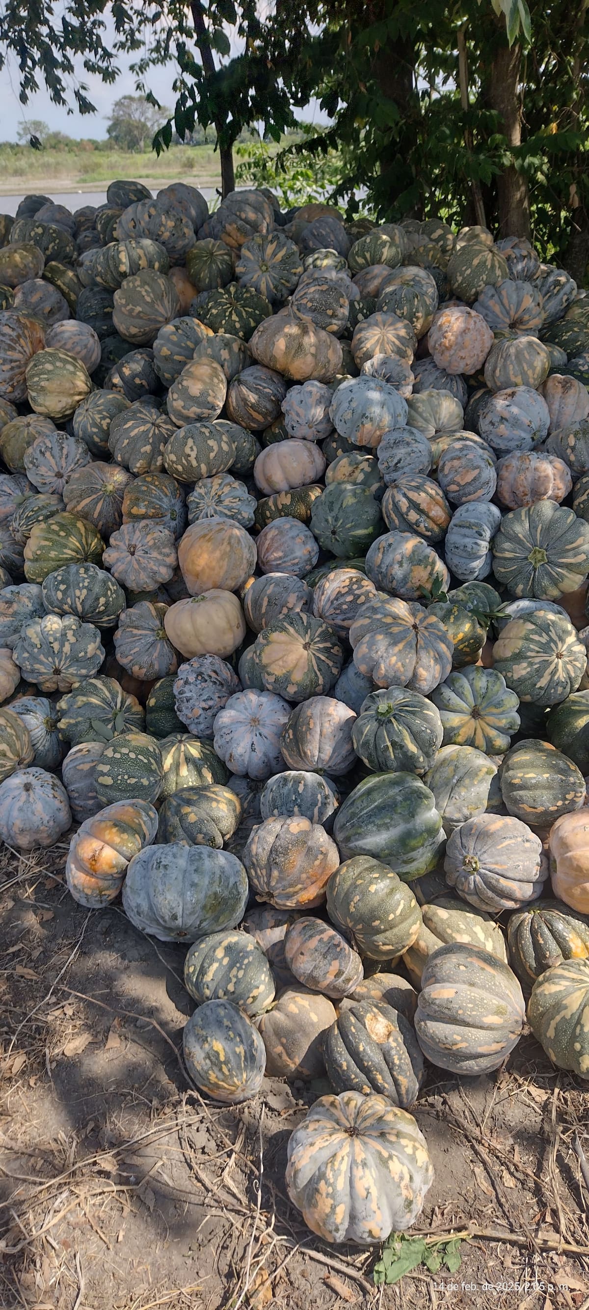 Agricultores de Pinillos enfrentan una crisis por la falta de compradores para su cosecha de ahuyama. // cortesía