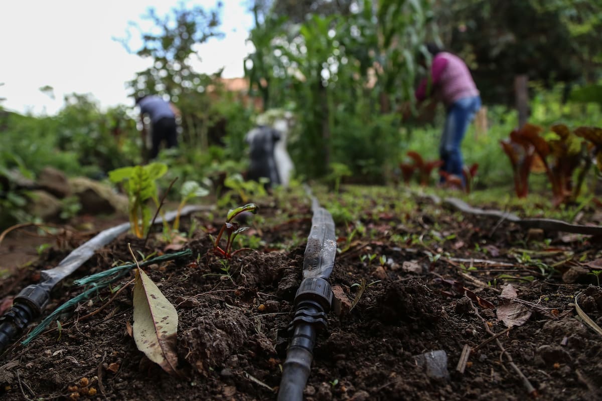 Activan plan nacional que busca proteger cultivos por el fenómeno de El Niño